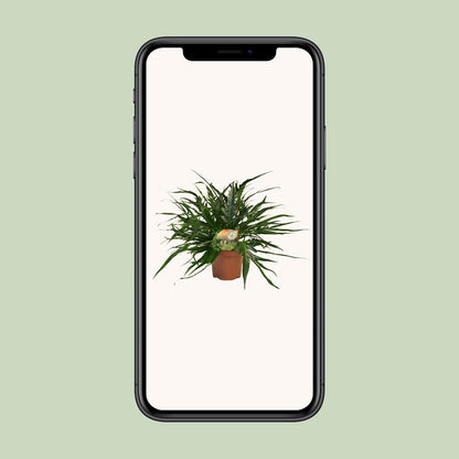 Aglaomorpha Coronans Jim – Eleganter Santa Rosa Farn Ø19cm