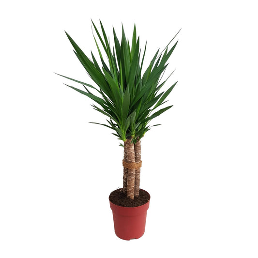 Yucca Palme „Tres Cañas“ – 120 cm pflegeleicht & robust