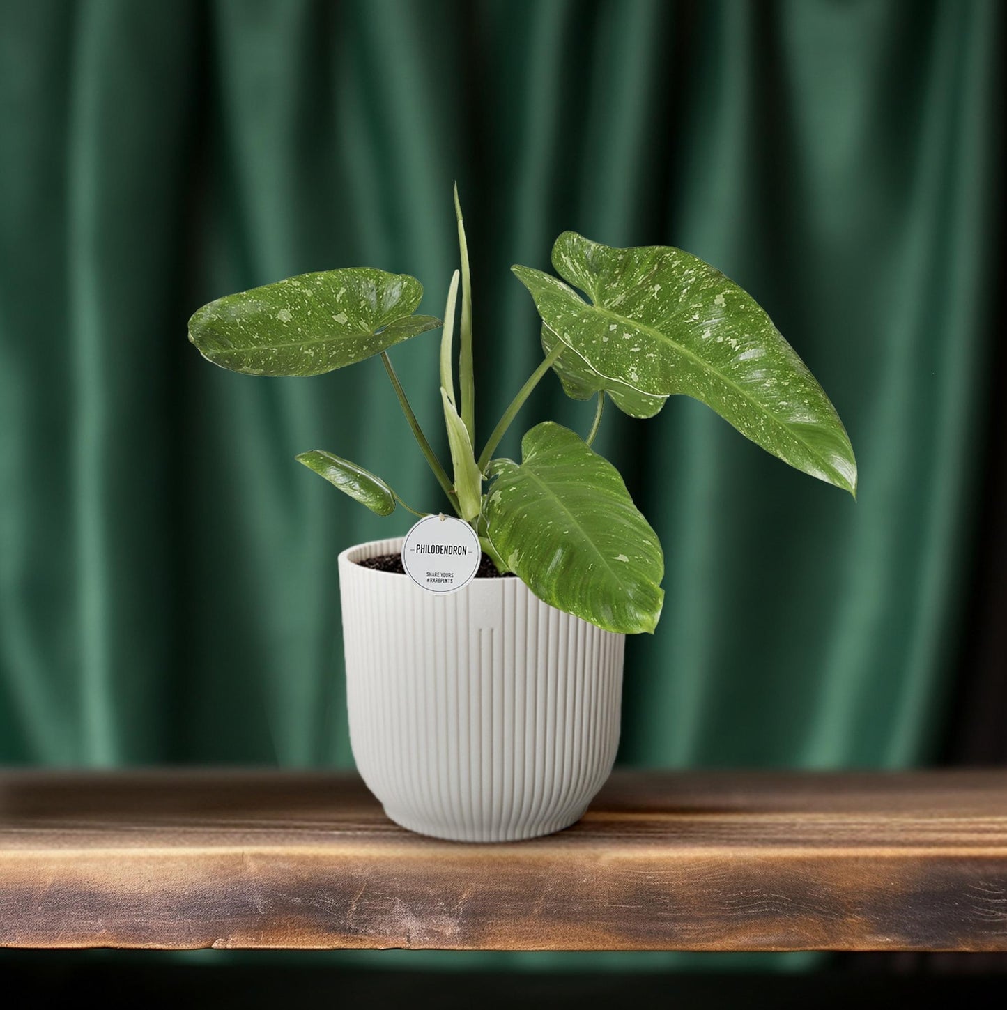 Philodendron Jose Buono – Pflegeleichte Zimmerpflanze Ø15cm