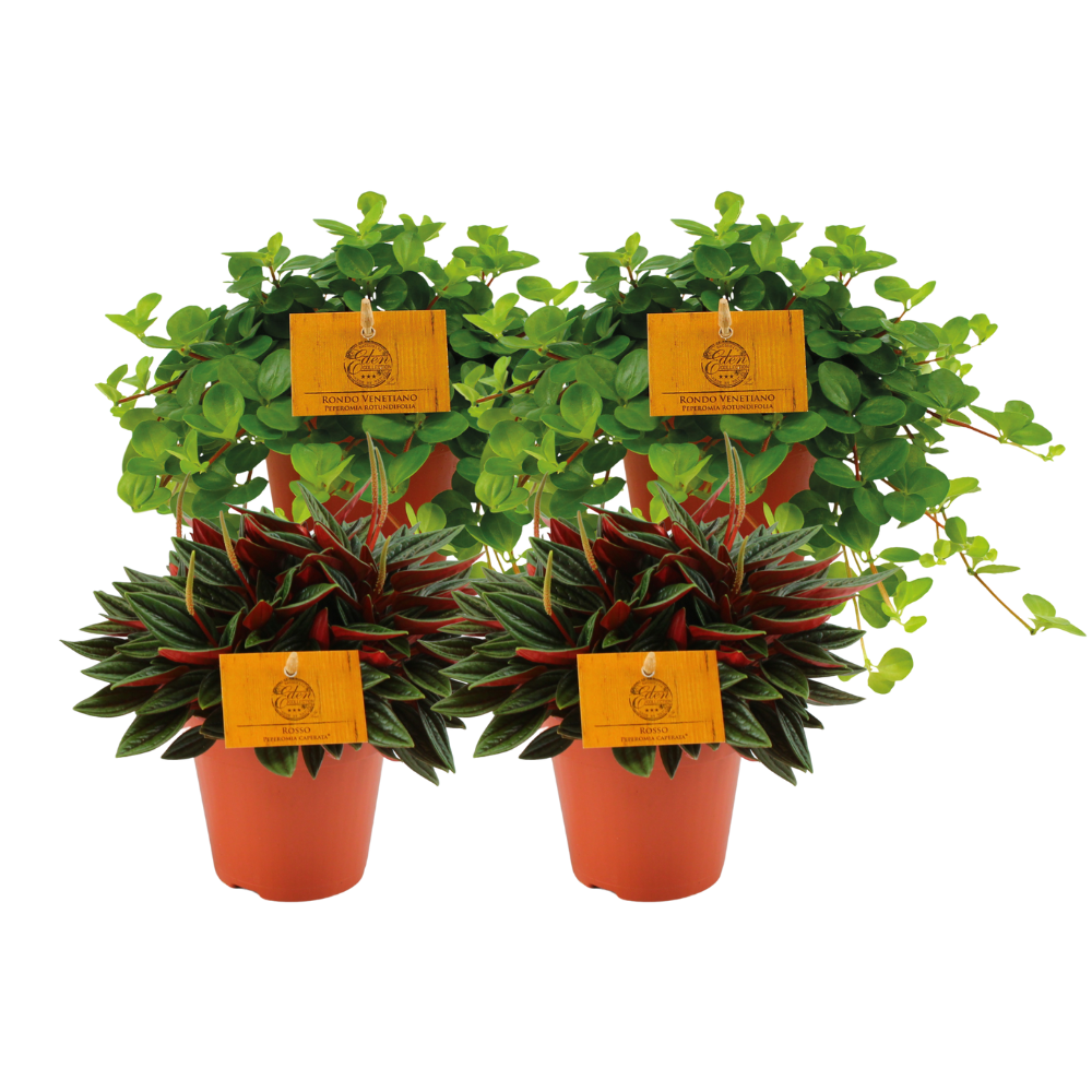 4er-Set Peperomia Rosso & Rotundifolia – Pflegeleicht & Trendig