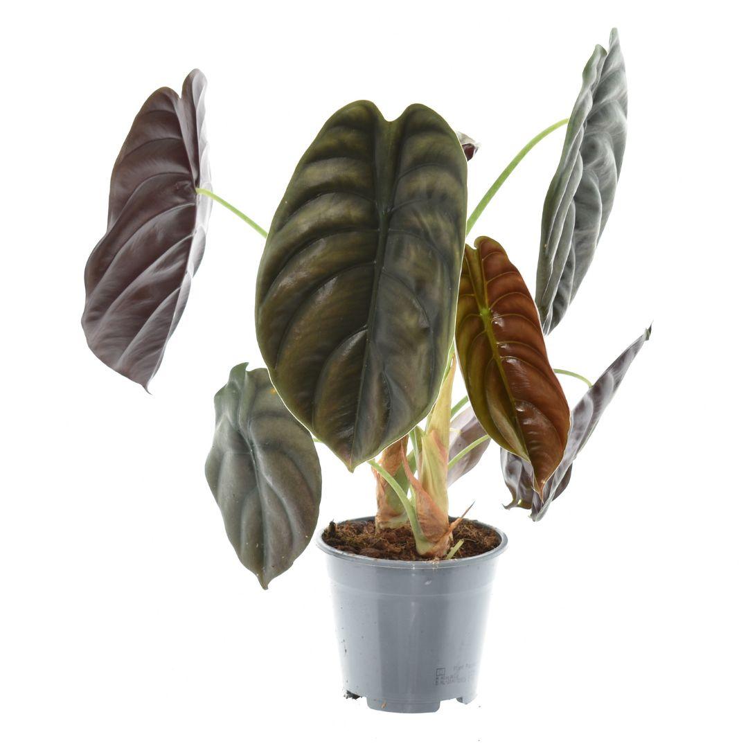 Alocasia Red Secret – Trendige, pflegeleichte Zimmerpflanze Ø14cm