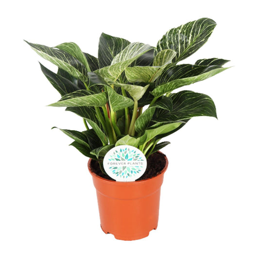 Philodendron Birkin – Pflegeleichte Zimmerpflanze Ø17cm