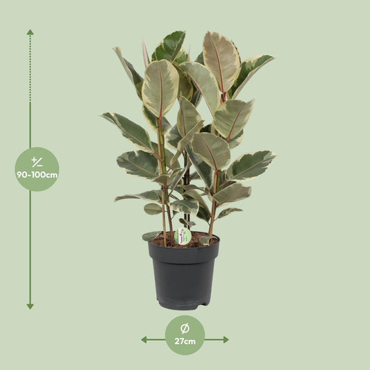 Ficus Tineke – Pflegeleichte Zimmerpflanze Ø27cm