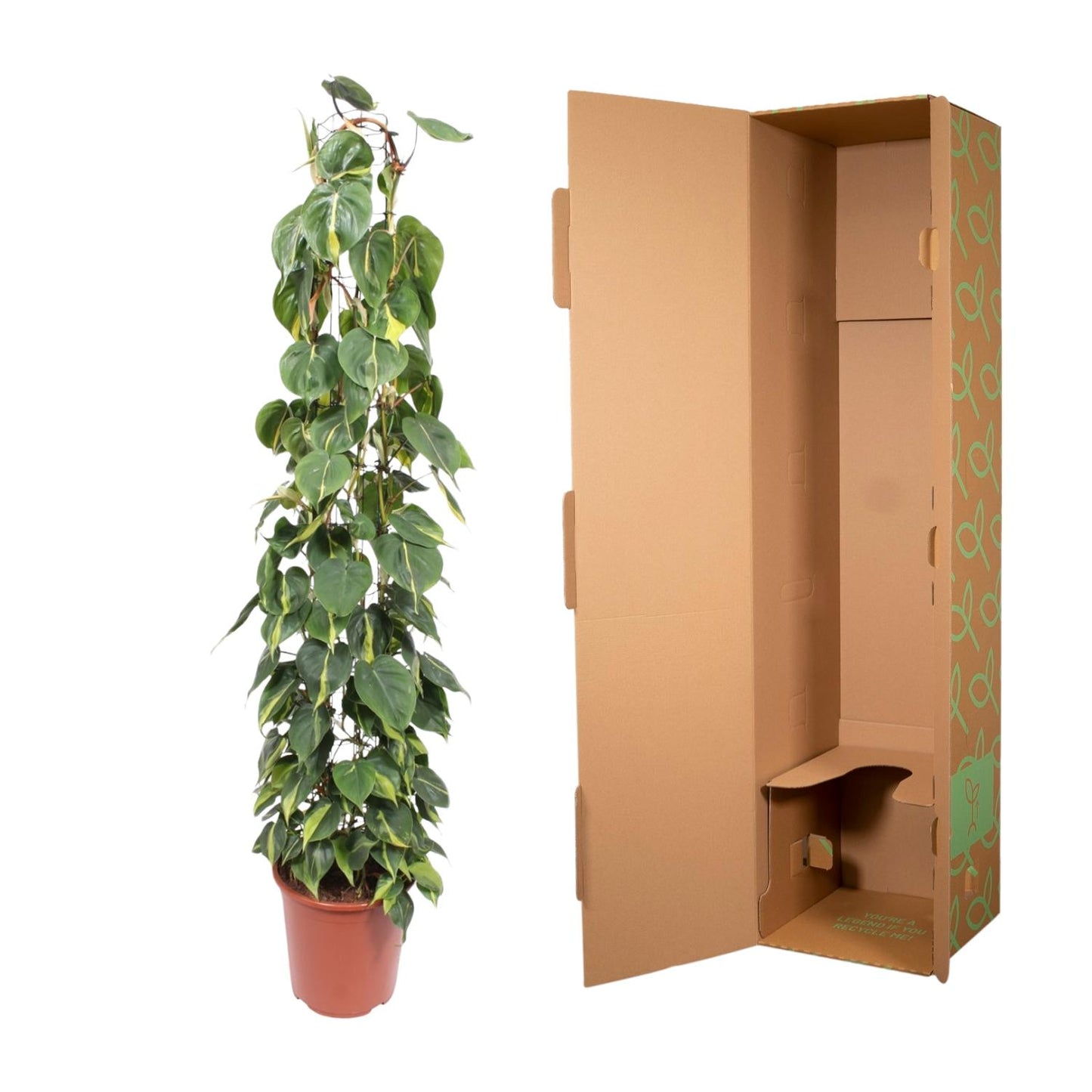 Philodendron Scandens Brasil – Pflegeleichte Kletterpflanze 160 cm