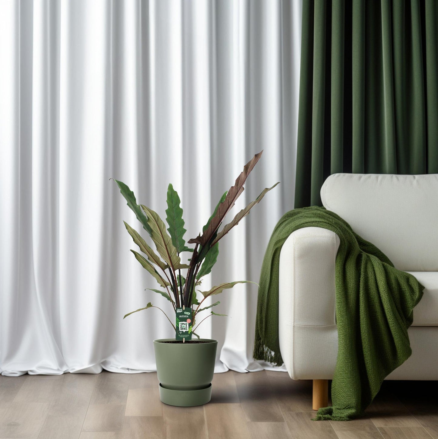 Alocasia Lauterbachiana – Pflegeleichte Trendpflanze Ø19cm