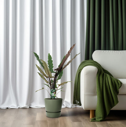 Alocasia Lauterbachiana – Pflegeleichte Trendpflanze Ø19cm