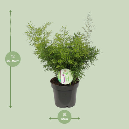 Asparagus Cwebe – Pflegeleichter Spargelfarn Ø12 cm