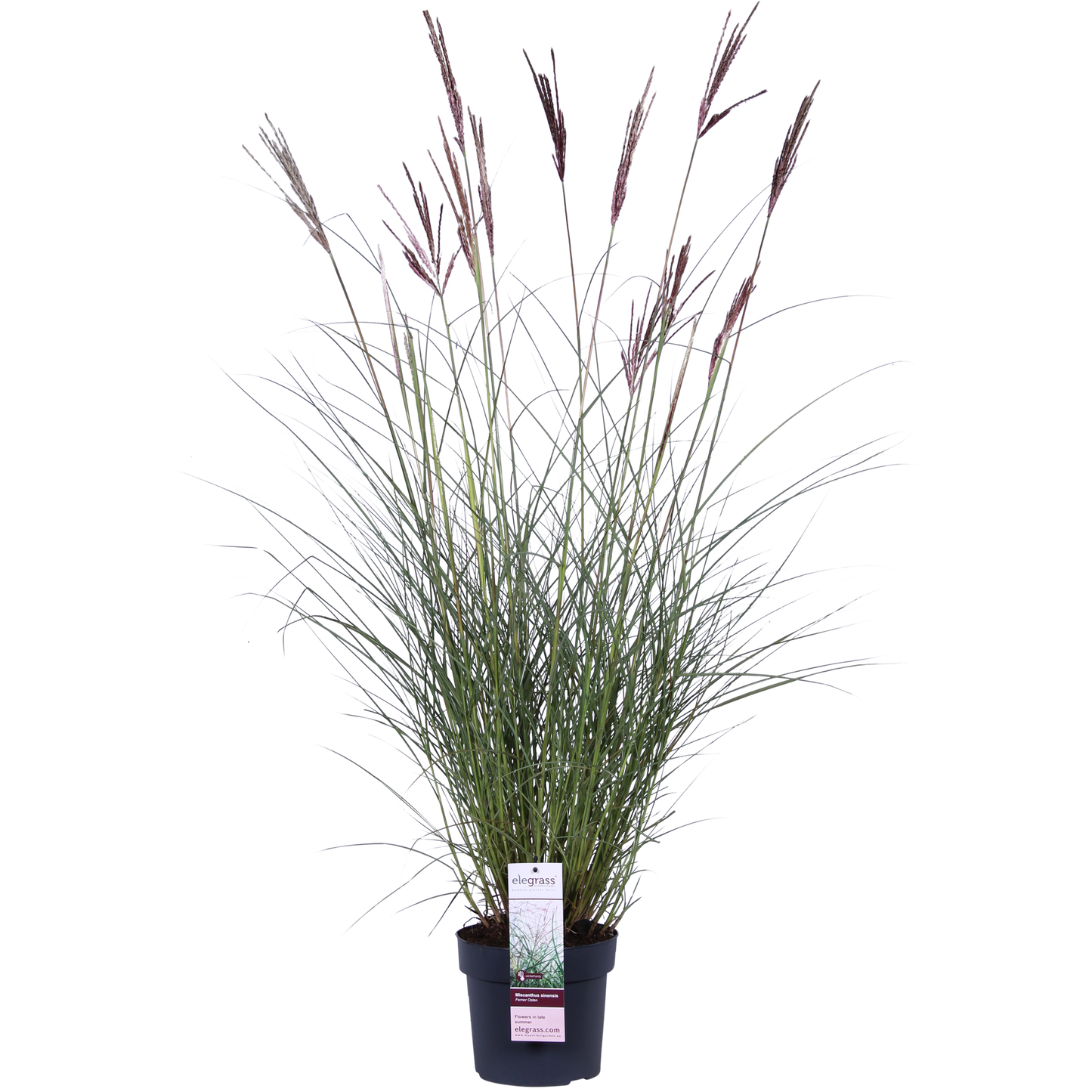 Miscanthus sinensis Ferner Osten – Robust & Pflegeleicht Ø19cm