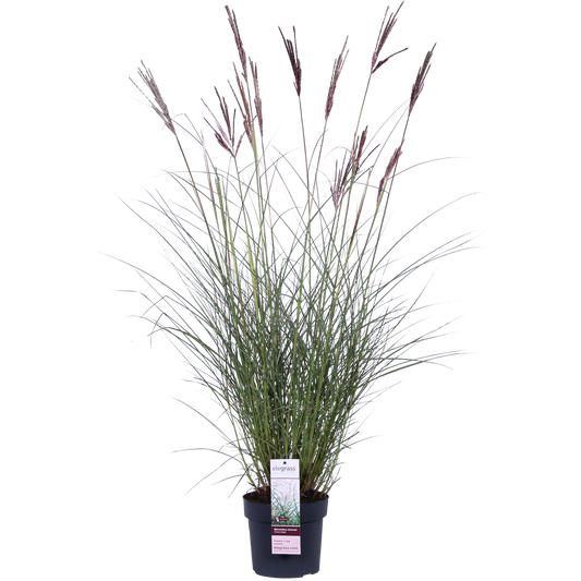 Miscanthus sinensis Ferner Osten – Robust & Pflegeleicht Ø19cm