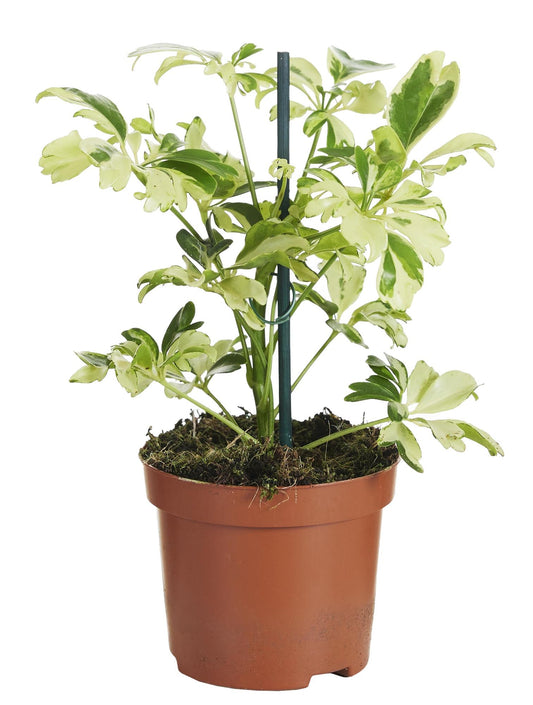 Schefflera Janine – Pflegeleichte bunte Zimmerpflanze 20 cm