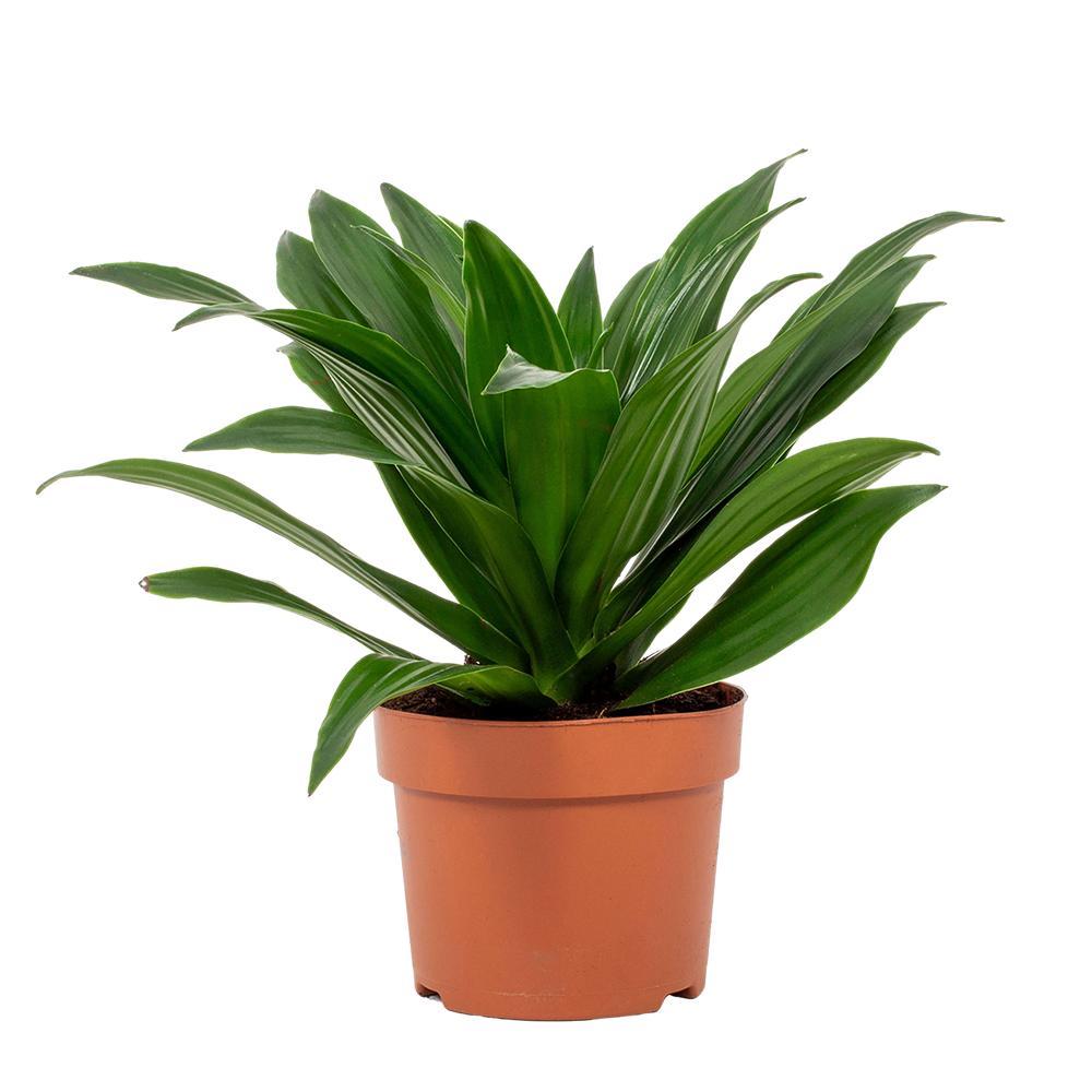 Dracaena Compacta – Pflegeleichte Zimmerpflanze Ø12cm