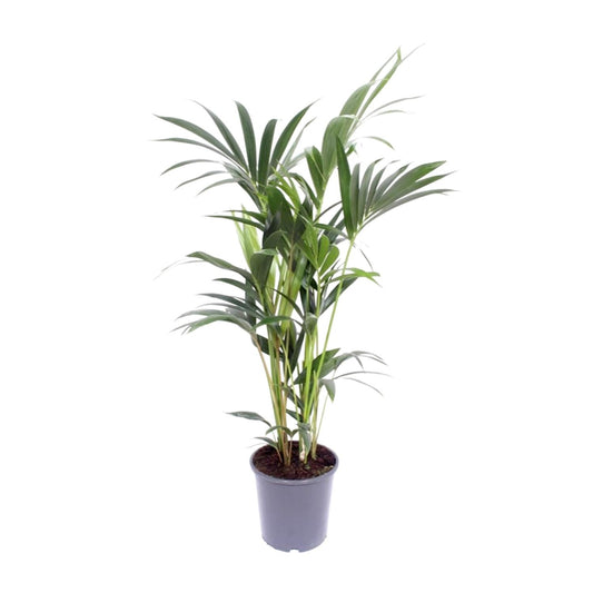 Howea forsteriana (Kentia-Palme) Ø14cm – 50cm hoch