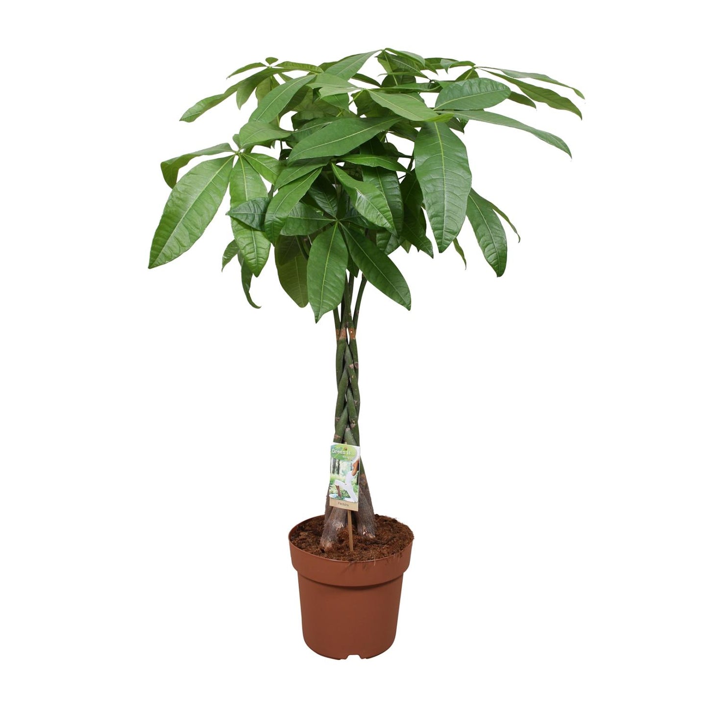 Pachira Aquatica – Pflegeleichte Zimmerpflanze Ø24cm