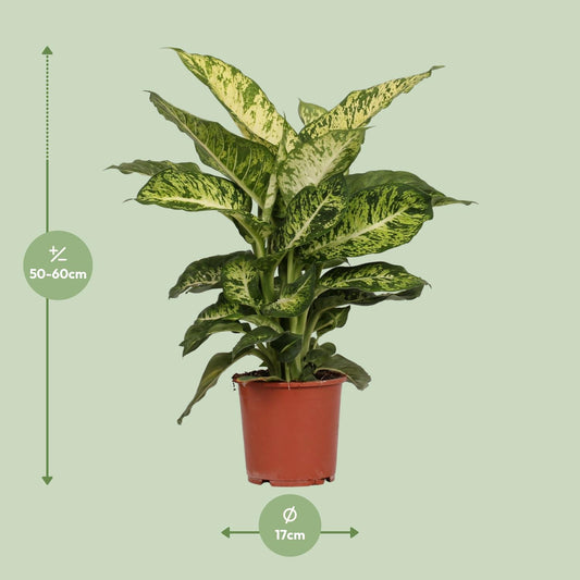 Dieffenbachia Mars – Exotische pflegeleichte Zimmerpflanze Ø17cm