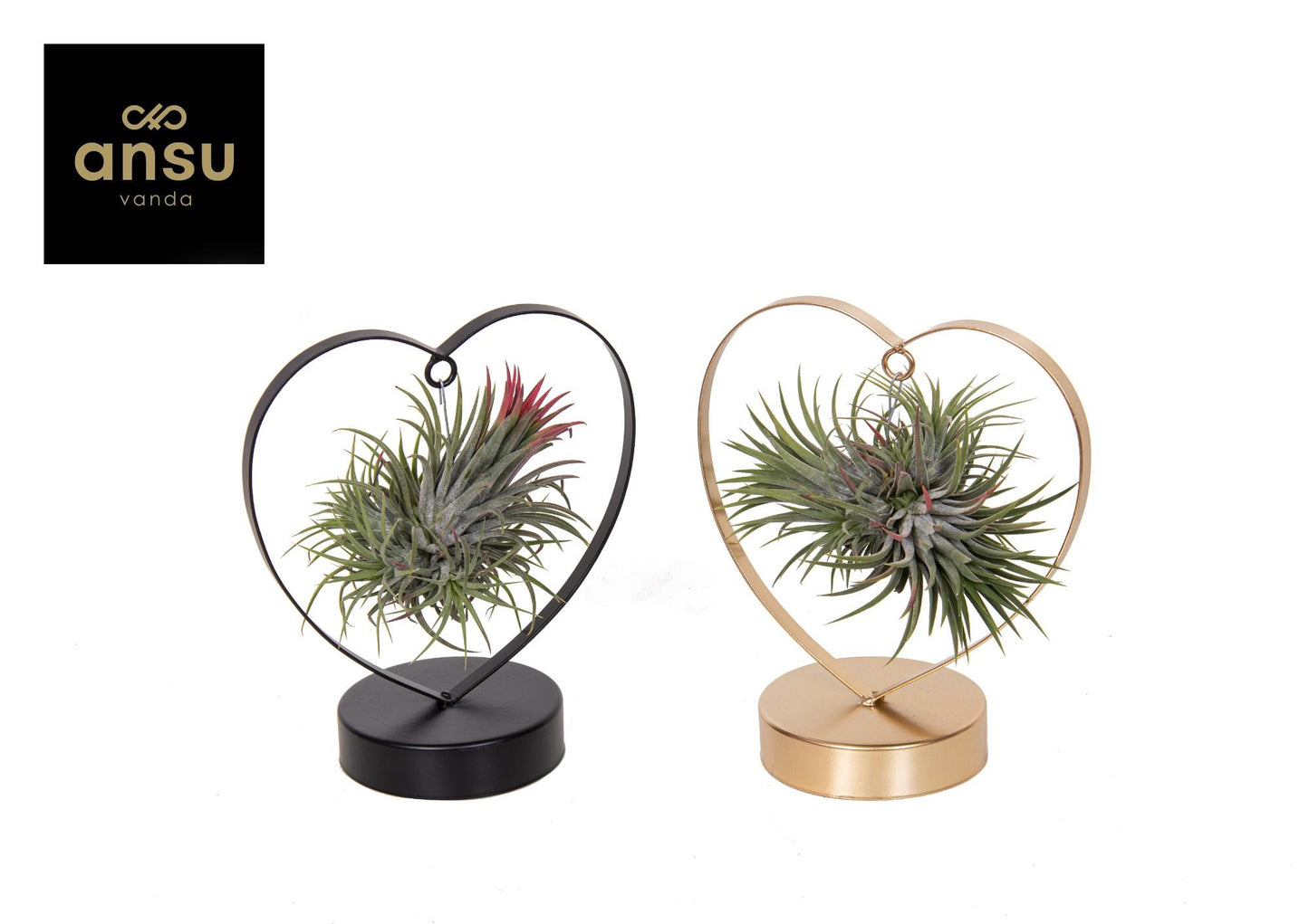 Tillandsia Love Edition Schwarz/Goud Mix – 2er Set Ø10,5cm
