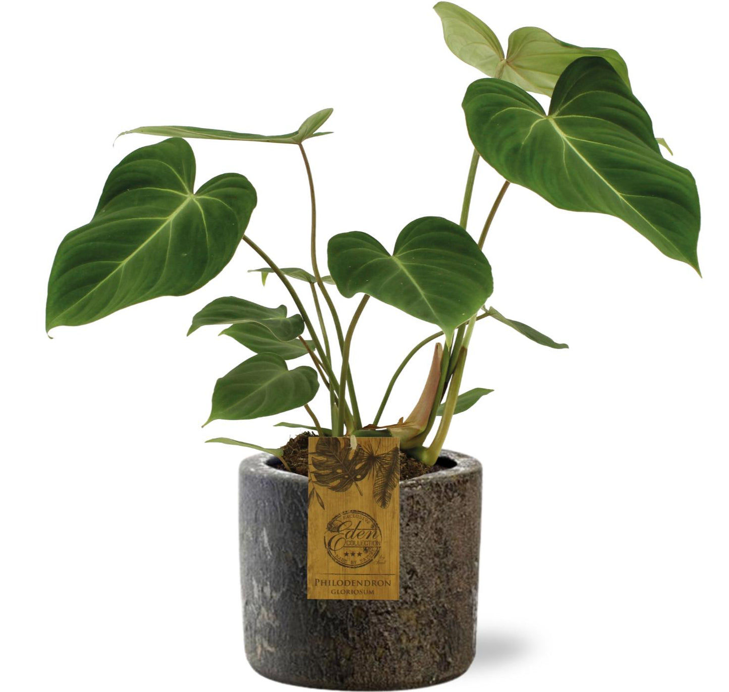 Philodendron Gloriosum Ø15cm mit Maas Pot D16x14cm Braun
