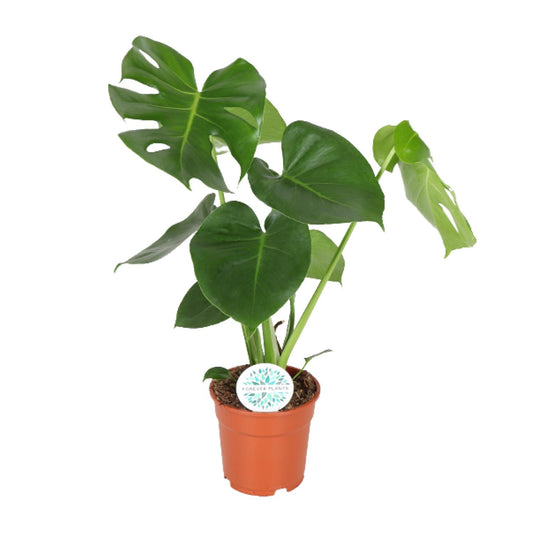 Monstera Deliciosa – Pflegeleichte Zimmerpflanze Ø17cm