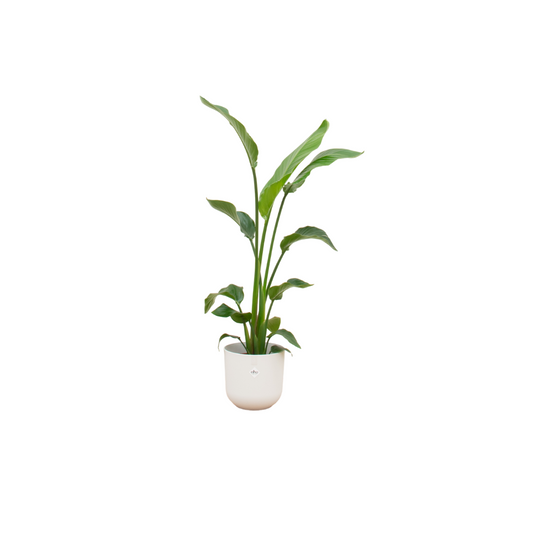 Strelitzia Nicolai mit elho Jazz Round Weiß Ø23 – 120 cm
