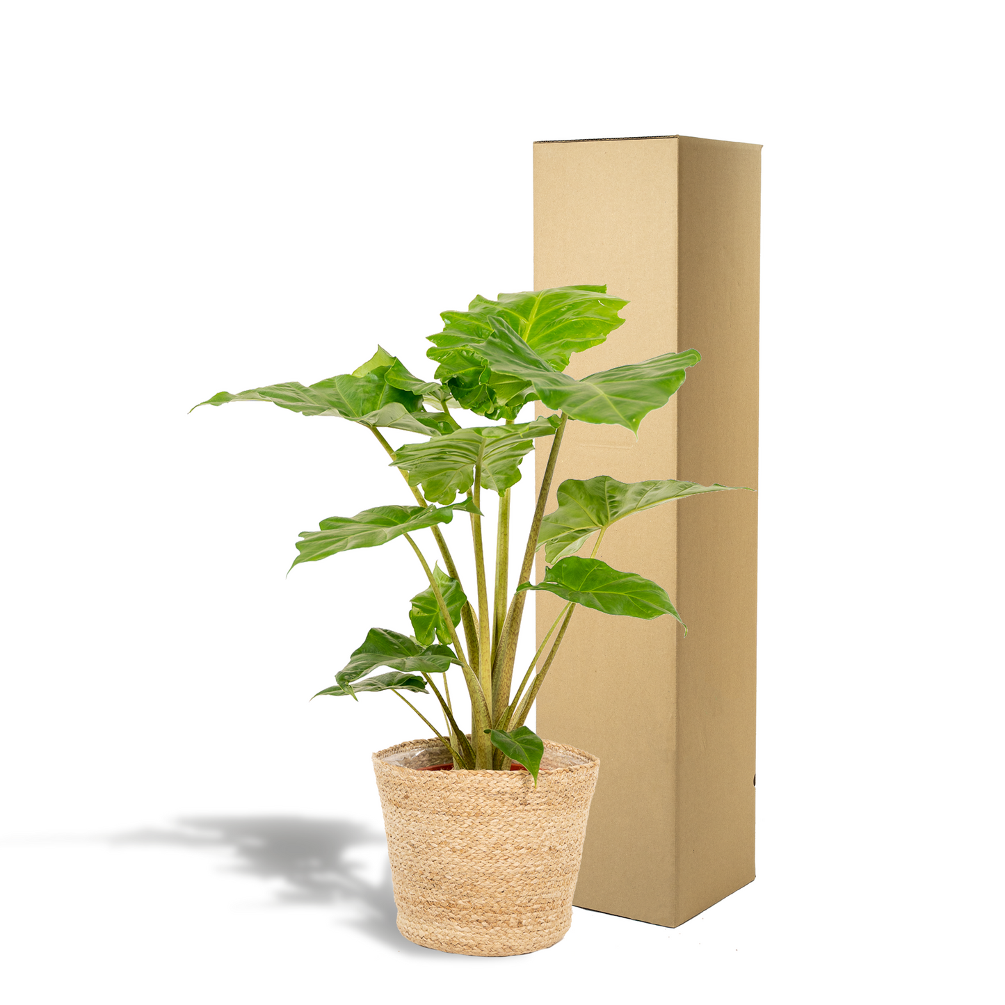 Alocasia Portodora Elefantenohr mit Korb Ø21cm, 80cm hoch