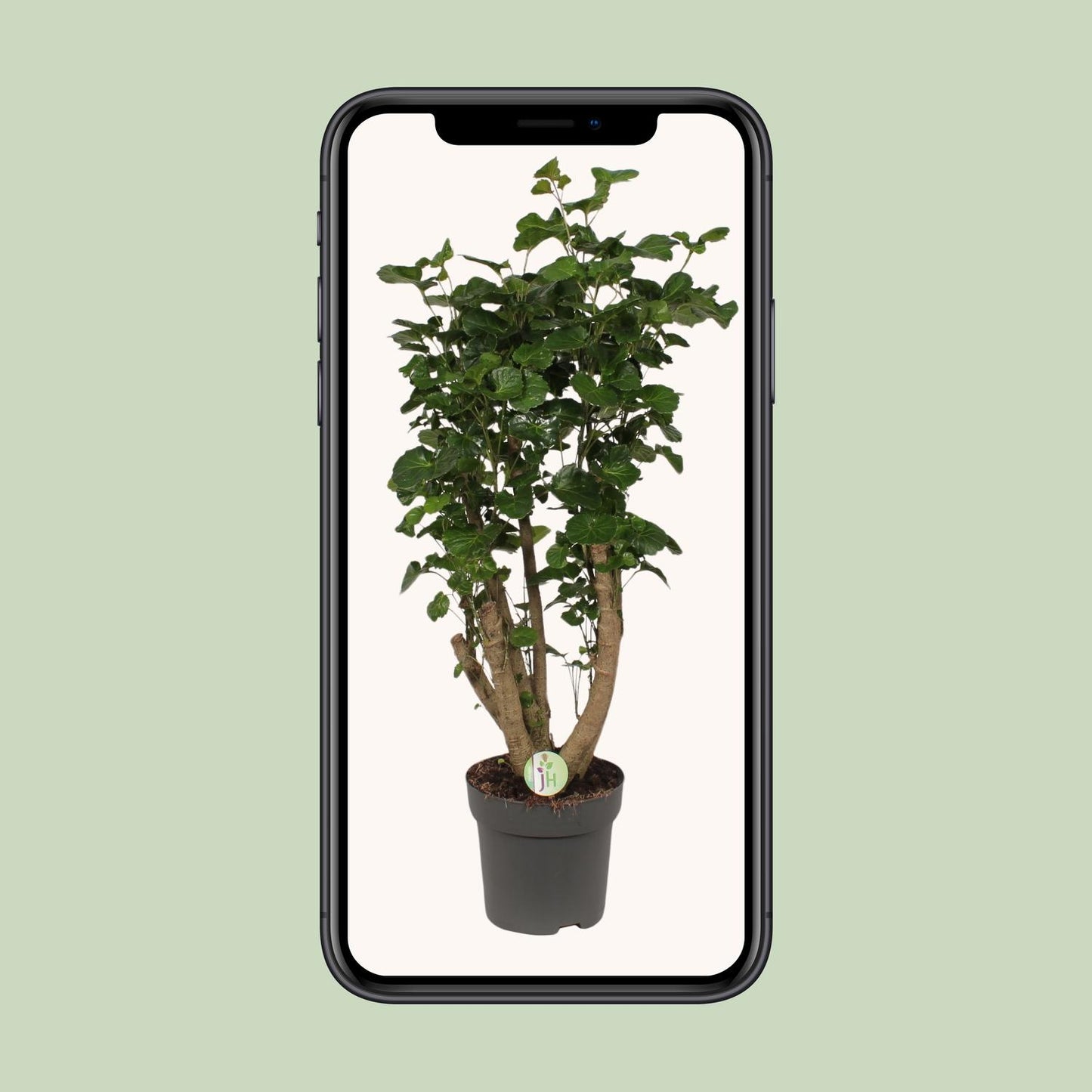 Polyscias Lemon – Bogenaralie Zimmerpflanze 95 cm