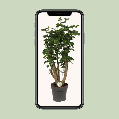 Polyscias Lemon – Bogenaralie Zimmerpflanze 95 cm