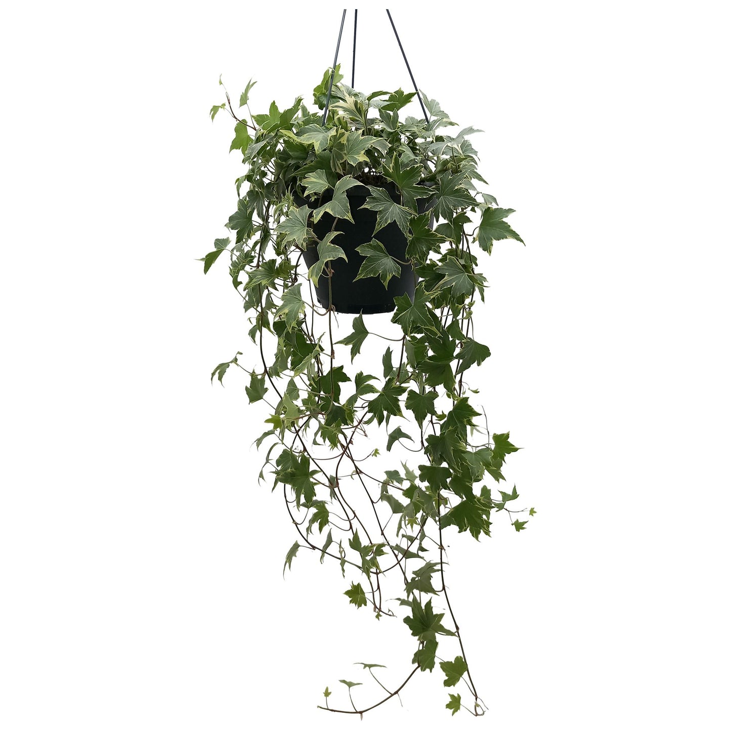 Hedera Helix Yellow – Pflegeleichte Efeupflanze Ø19cm