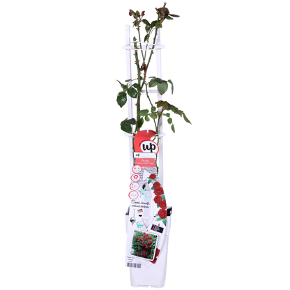 3x Rosa Crazy in Love 'Red' – Lebendige Duftrose Ø15cm, 65cm Höhe