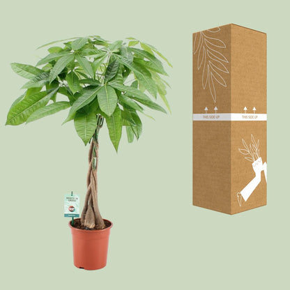 Pachira Aquatica - pflegeleichte Zimmerpflanze Ø19cm