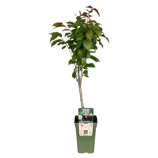 Prunus Avium Regina - Kirsche Ø19cm, Höhe ca. 60cm