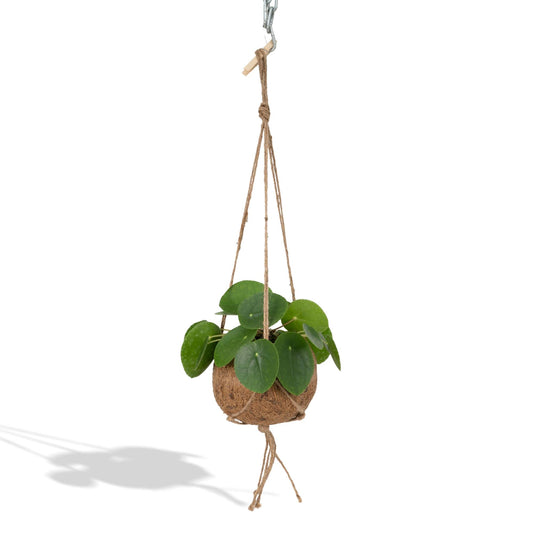 Kokedama Pilea Peperomioides Ø15cm – Pflegeleichte Zimmerpflanze