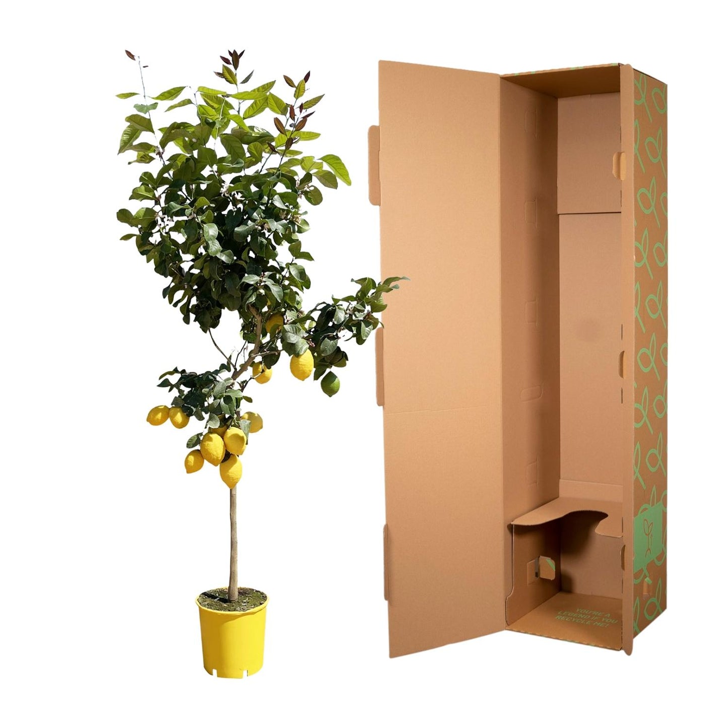 Zitronenbaum – Duftende & pflegeleichte Zimmerpflanze 150 cm