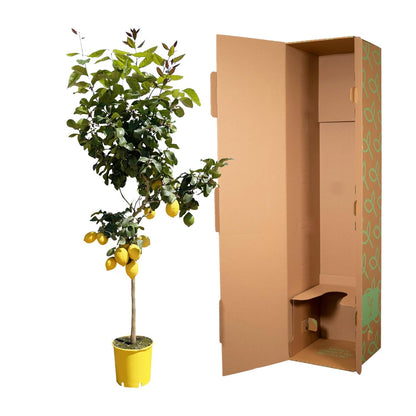 Zitronenbaum – Duftende & pflegeleichte Zimmerpflanze 150 cm