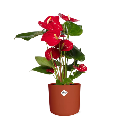 Anthurium Red 12cm in ELHO b.for soft rond 14cm Brique