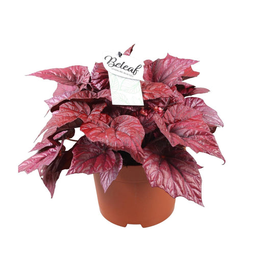 Begonia Beleaf Inca Flame – Farbintensive Zimmerpflanze Ø17cm