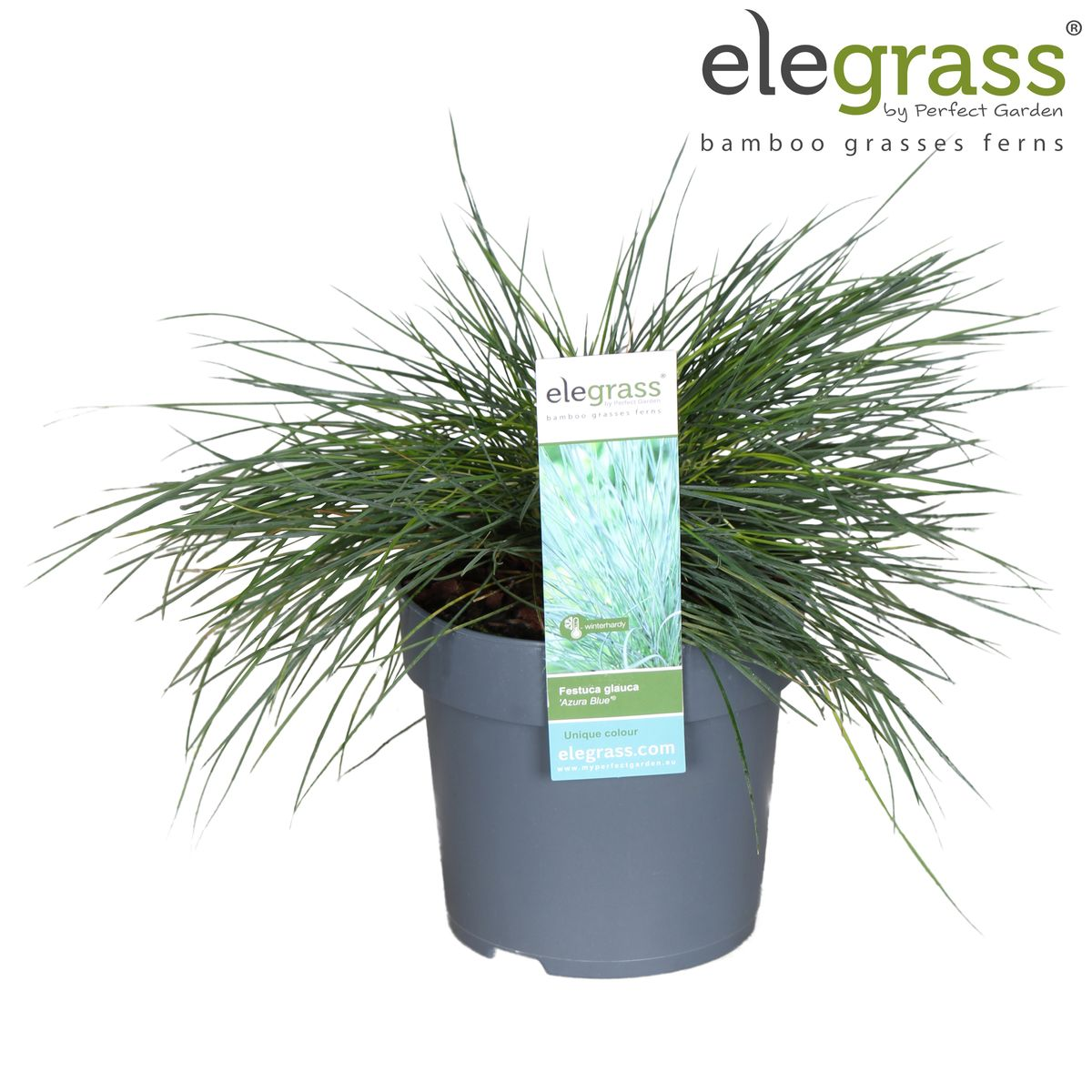 Festuca glauca Azura Blue – Silberblaues Ziergras Ø14cm