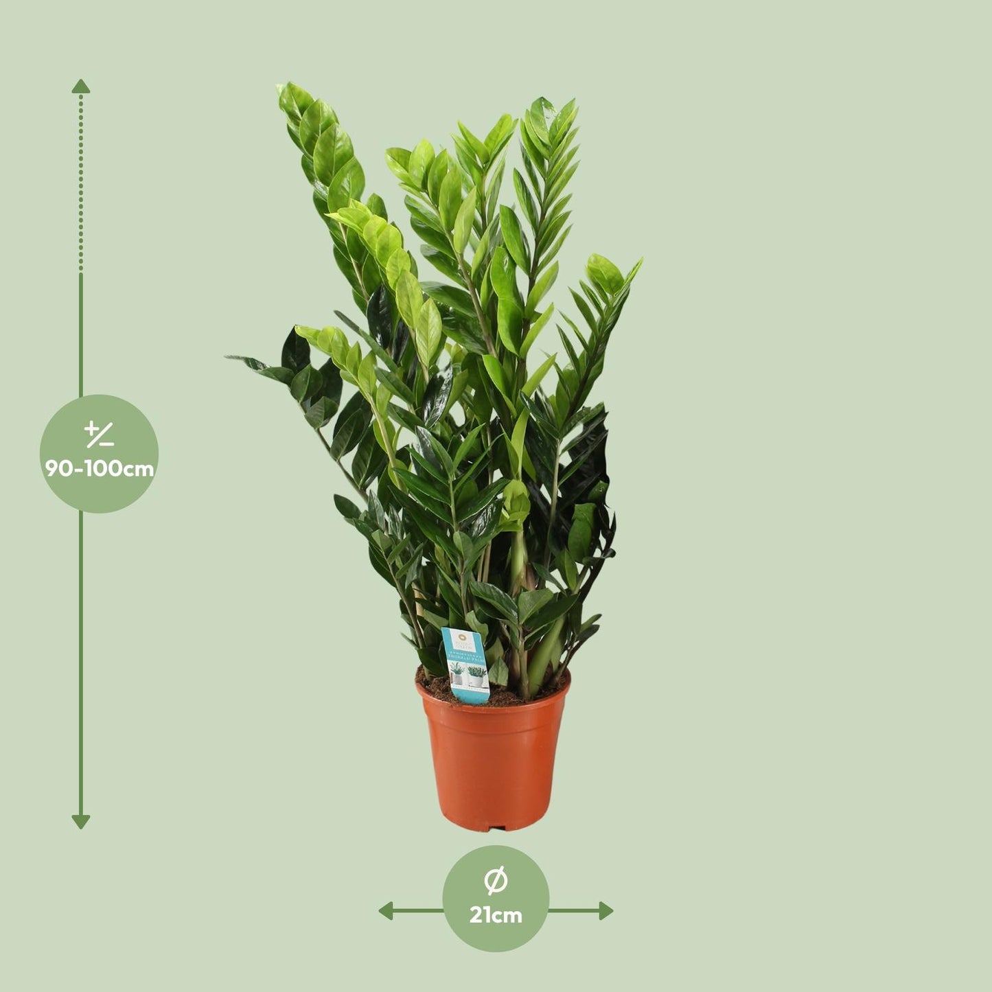 Zamioculcas Zamiifolia – Pflegeleichte Zimmerpflanze Ø21cm