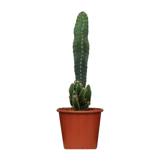 Cereus Peruvianus Florida – Pflegeleichter Wüstenkaktus Ø17cm