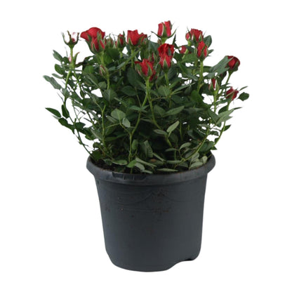 Rosa Jewel Patio Hot – Pflegeleichte Topfrose Ø17cm