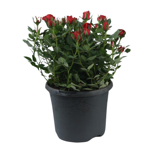 Rosa Jewel Patio Hot – Pflegeleichte Topfrose Ø17cm