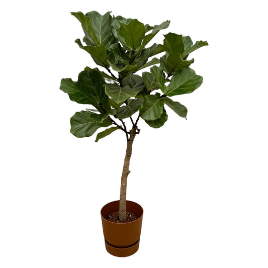 Ficus Lyrata mit Elho Greenville Round Topf – 160 cm