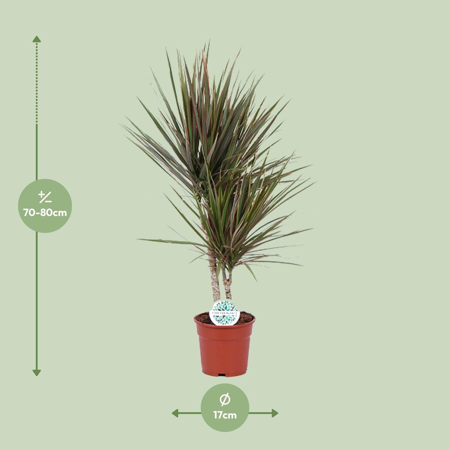 Dracaena Bicolor – Pflegeleichter Drachenbaum Ø17cm