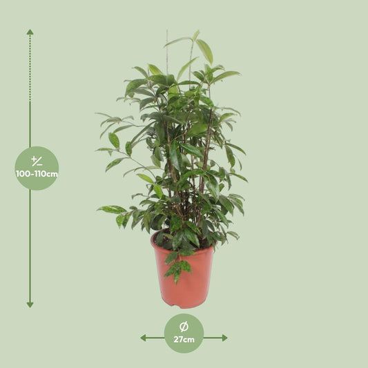 Dracaena Surculosa – Pflegeleichter Drachenbaum Ø27 cm