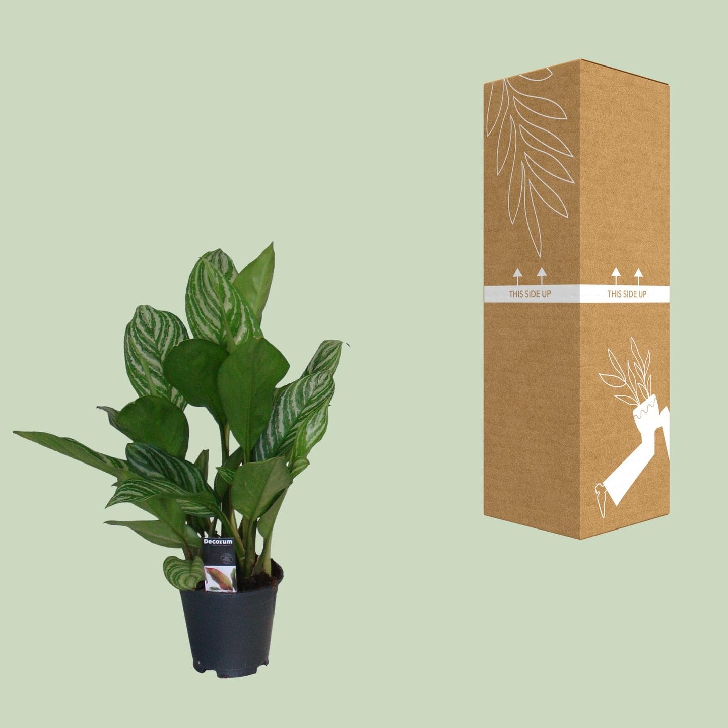 Aglaonema Stripes – Pflegeleichte Zimmerpflanze Ø17cm