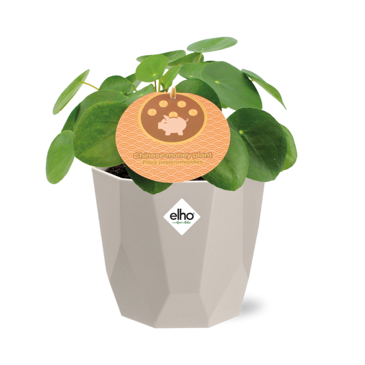 Pilea Peperomioides 12cm in ELHO b.for rock 14cm warm grey