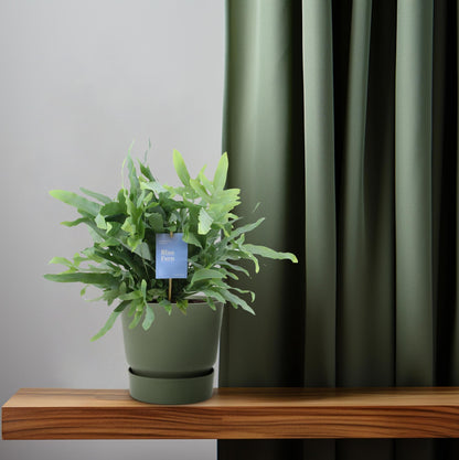 Phlebodium Blue Fern – Goldener Stummelfarn Ø14cm, 40cm hoch