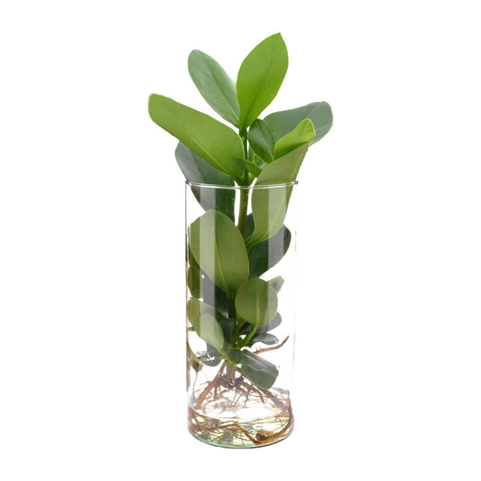 Clusia Hydroponie Pflanzenmix im Cylinder Glas Ø12cm