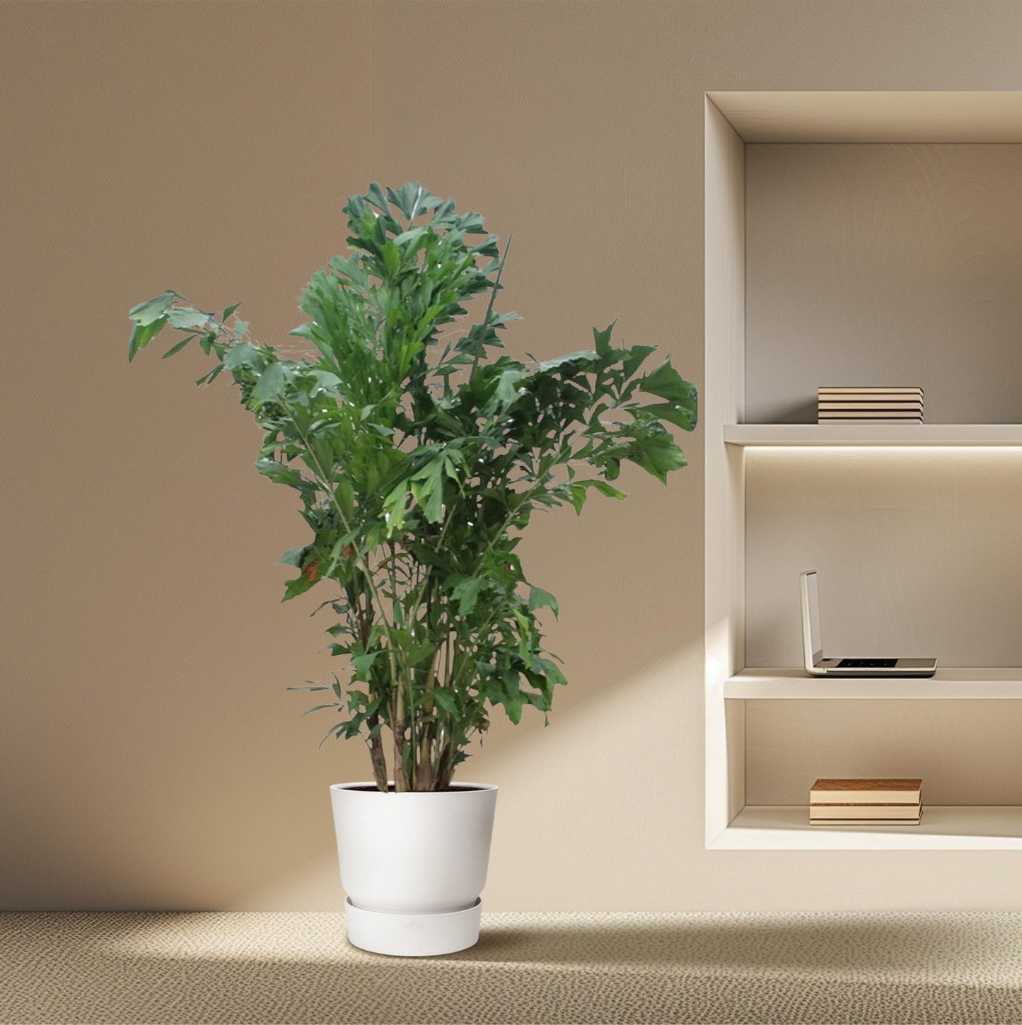 Caryota Mitis - Fischaal-Palme, 220 cm, Ø45 cm