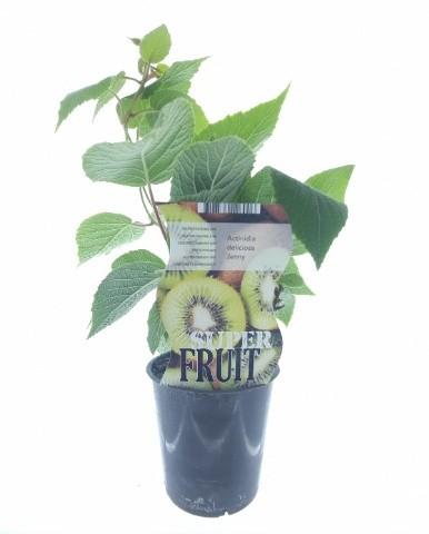 Selbstfruchtende Kiwi 'Jenny' – Pflegeleichte Kletterpflanze Ø12cm
