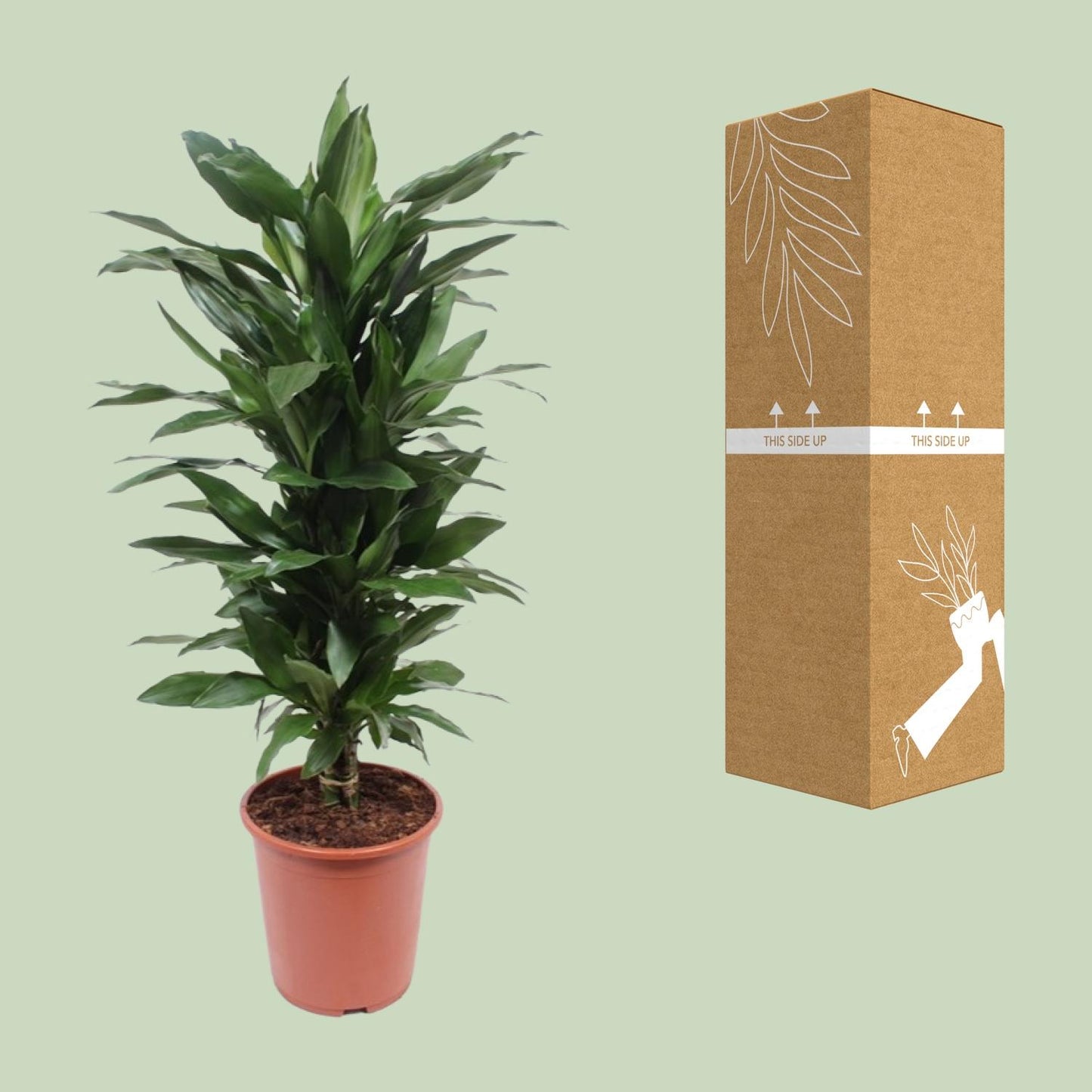 Dracaena Janet Lind – Eleganter Drachenbaum Ø27cm, 110cm hoch