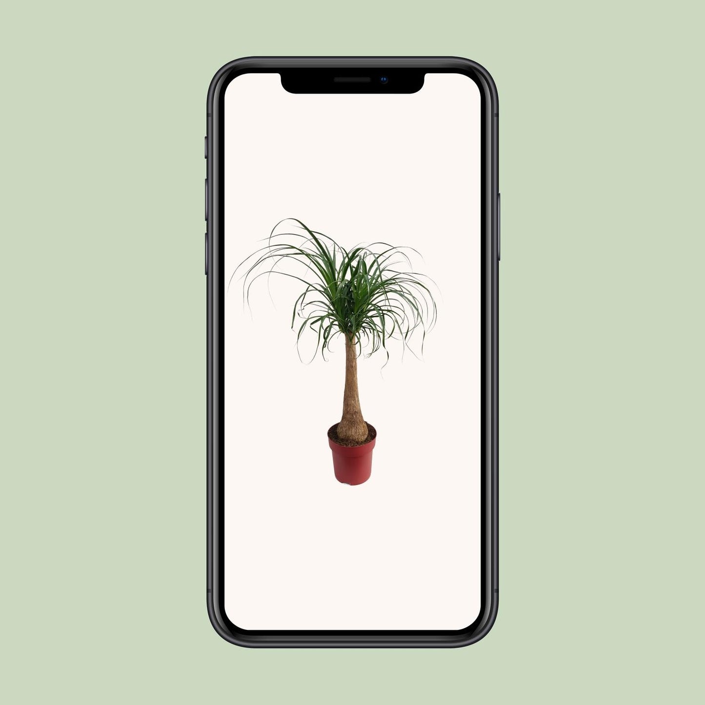 Elefantenfuß 'Maya Palm' – Pflegeleichte Zimmerpflanze 110 cm
